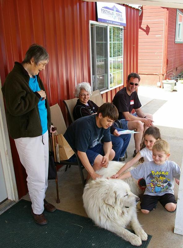 alpacas 3.jpg